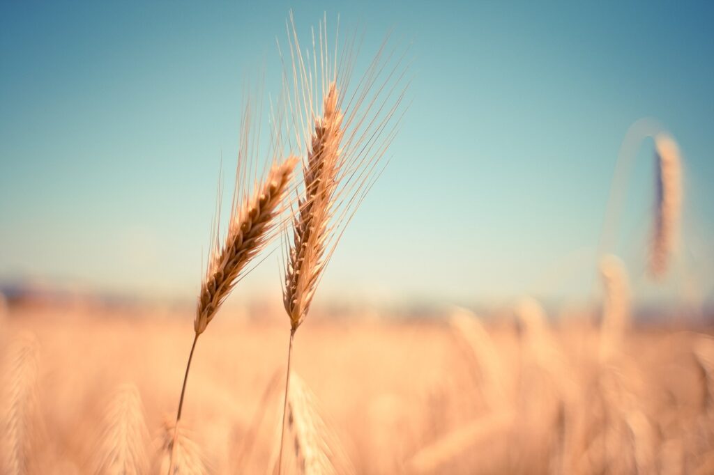 a photograph of wheat