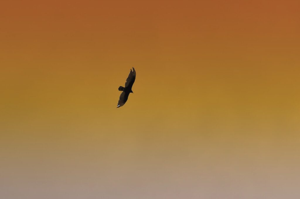 a hawk flying during dusk or dawn to inspire writing