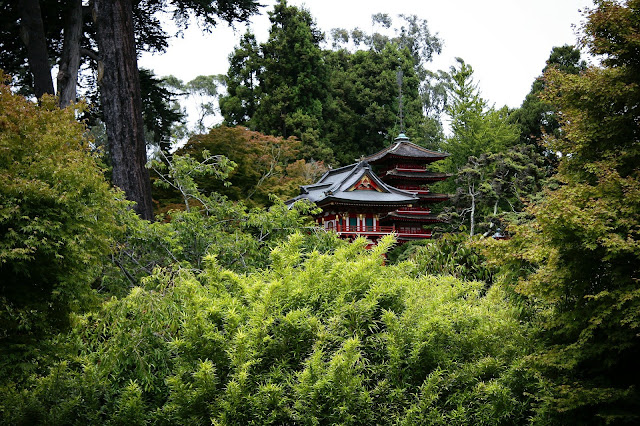 a picture adjacent to aokigahara in japan where the horror flash fiction viral is set