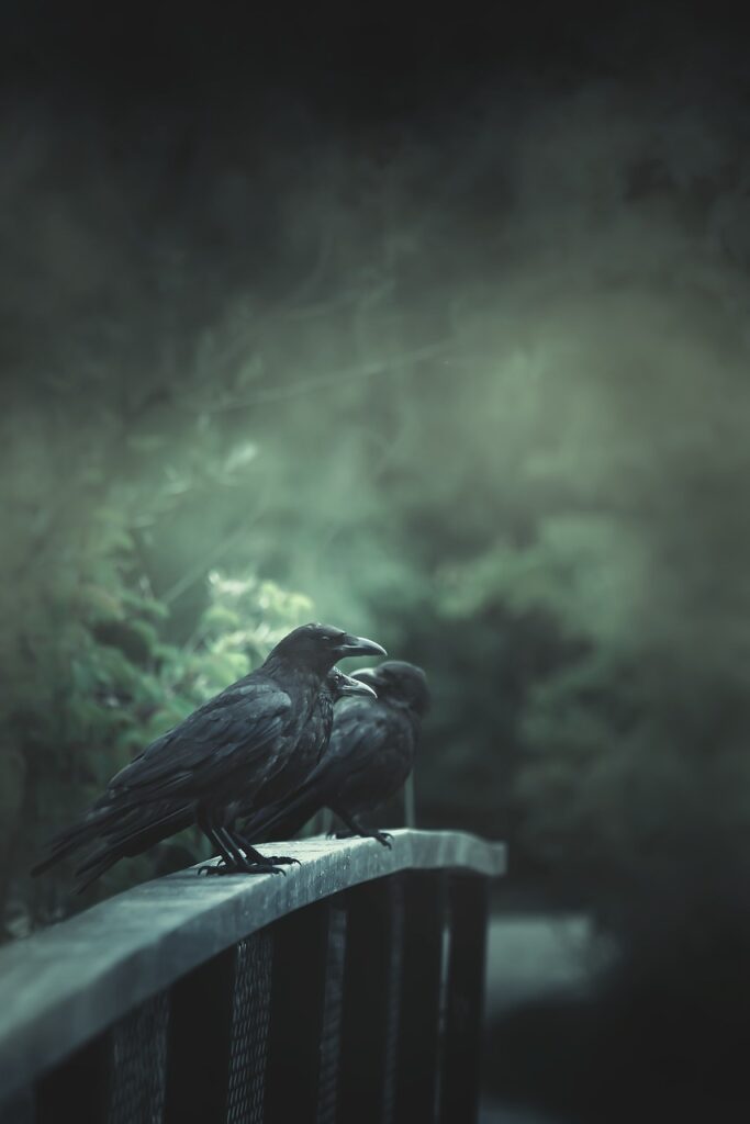 raven, bridge, horror-5426192.jpg